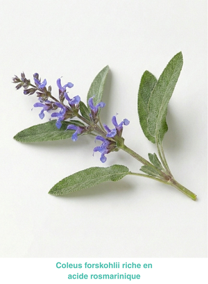 Ophtalmic Hydrofeel Gouttes yeux secs et allergiques